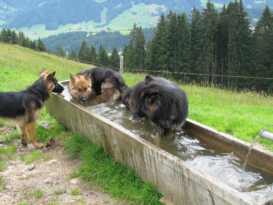 Bilder Zuchtstätte vom Gletscherthal
