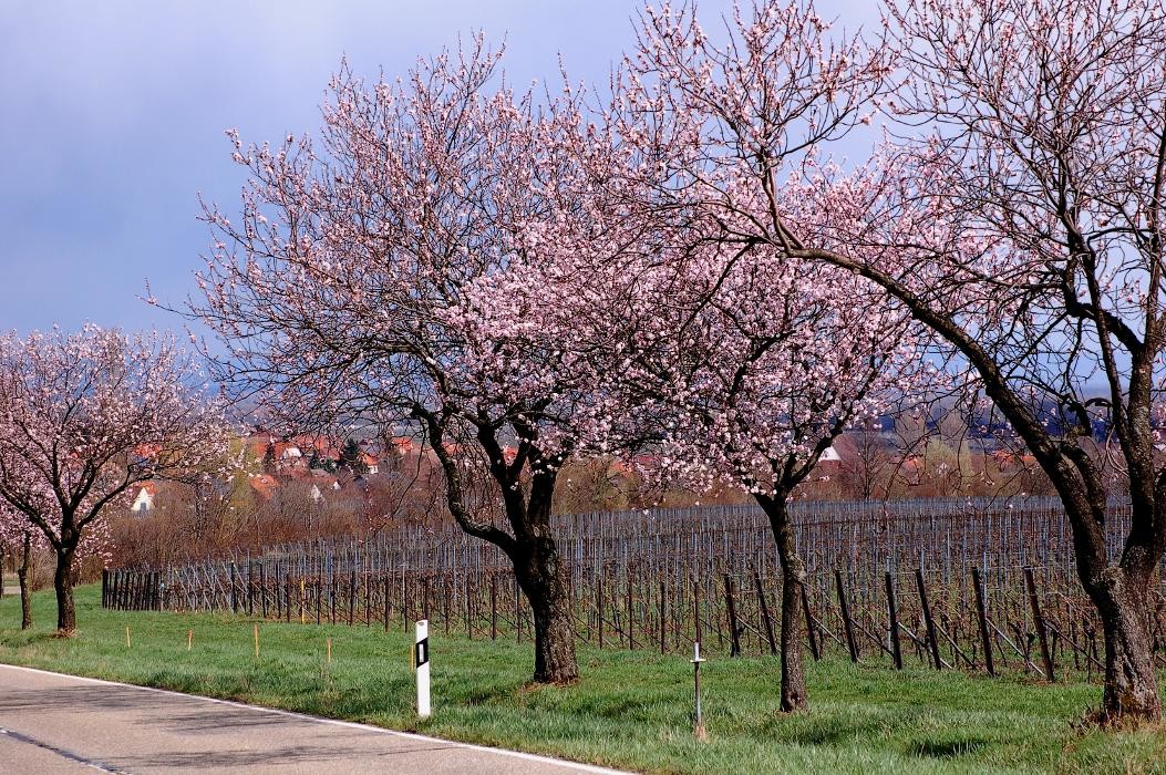 Bilder Weingut Scherr