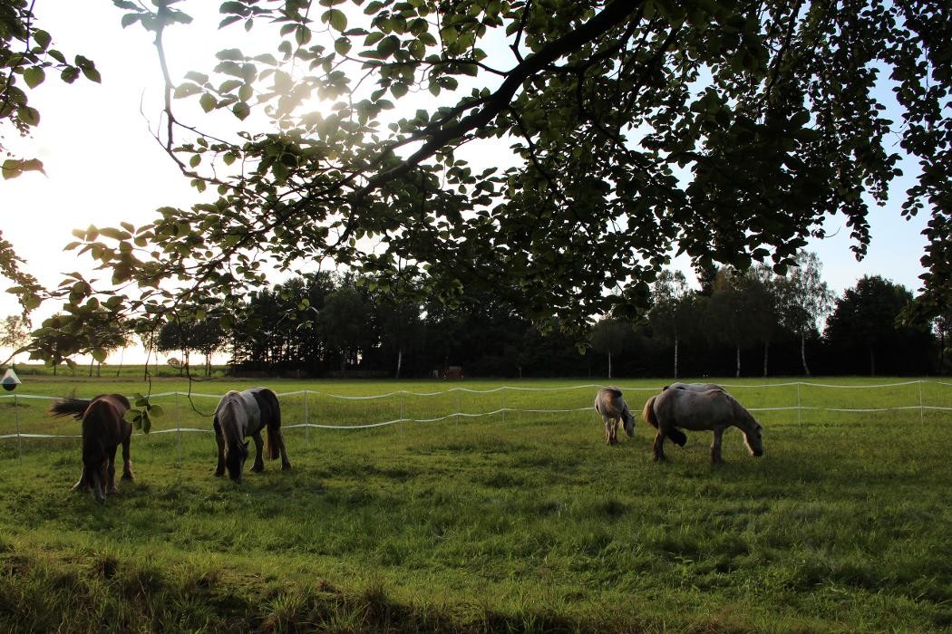 Bilder Heide Cottage