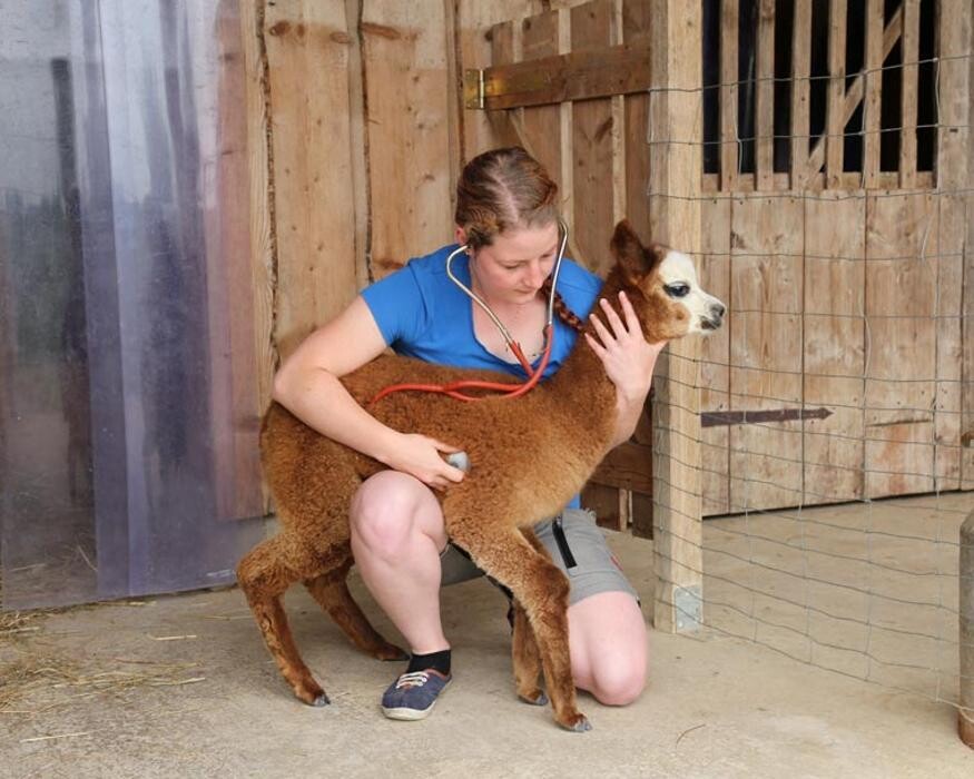 Bilder Tierarztpraxis Bockhorn Dr. E. Papsthard, Dr. Th. Fisch, TÄ J. Rausch