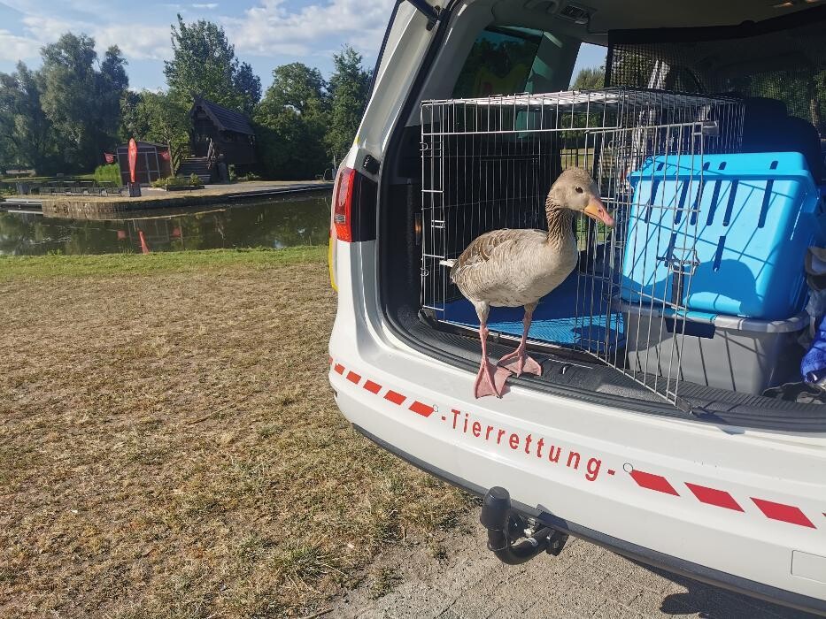 Bilder Tier- Taxi- Zentrale