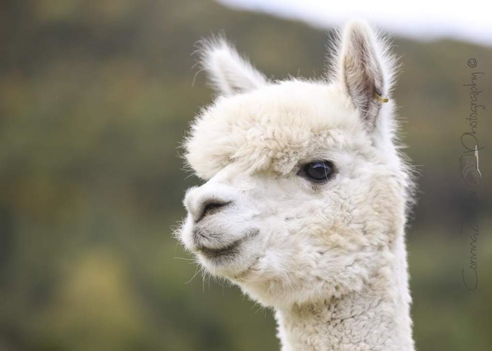 Bilder Alpacaland Steffen Krämer