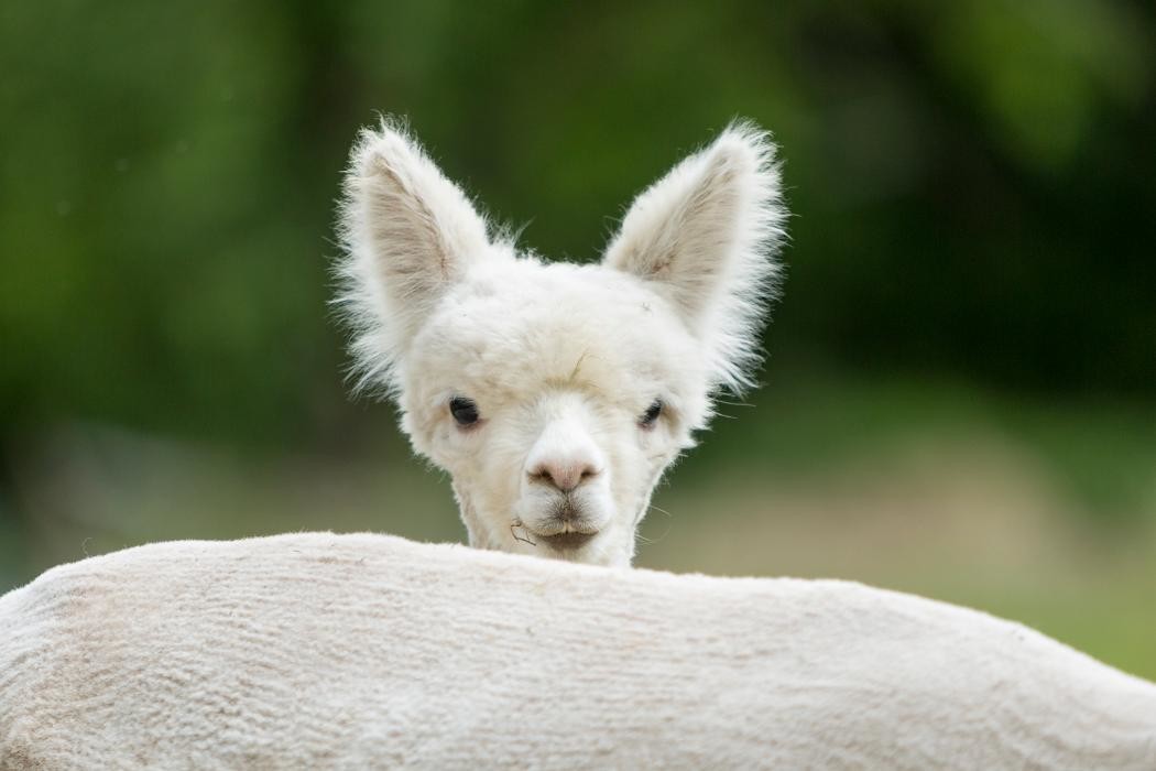 Bilder Alpacaland Steffen Krämer