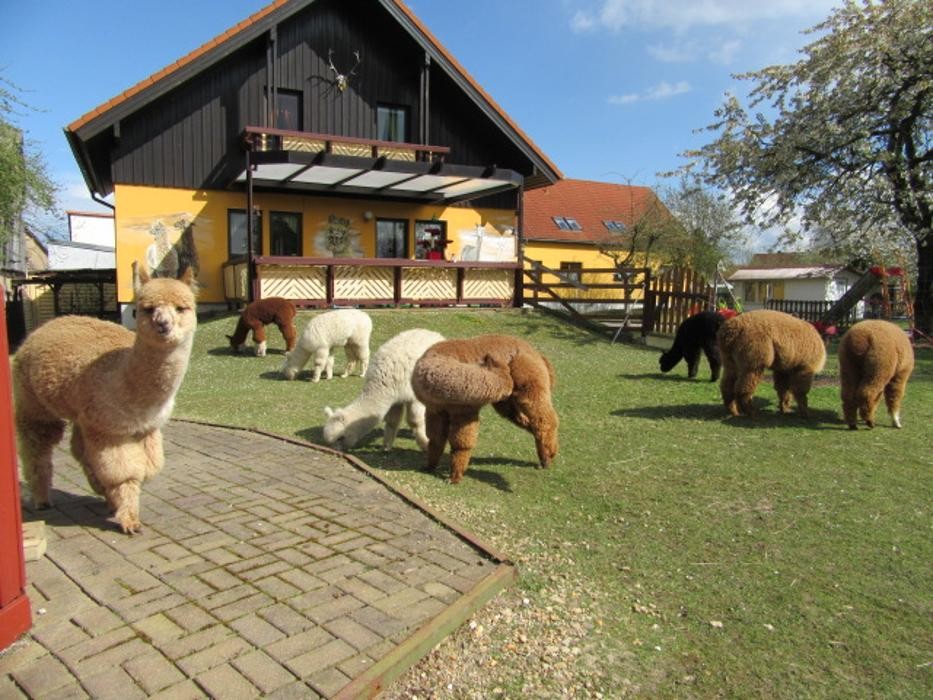 Bilder AWR Alpakas von der Winkler-Ranch