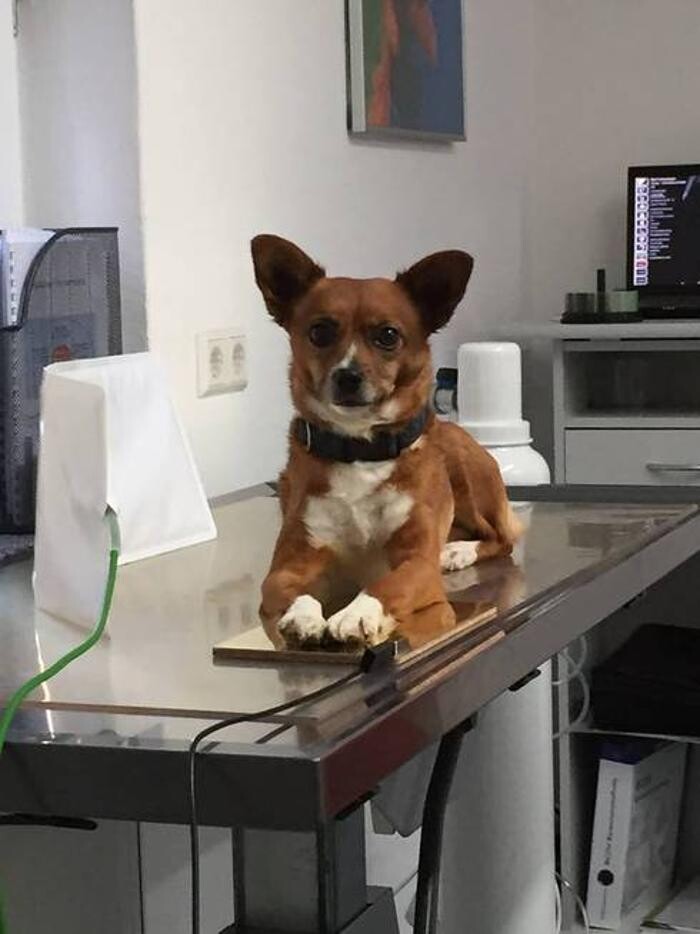 Bilder Tierarztpraxis Kay