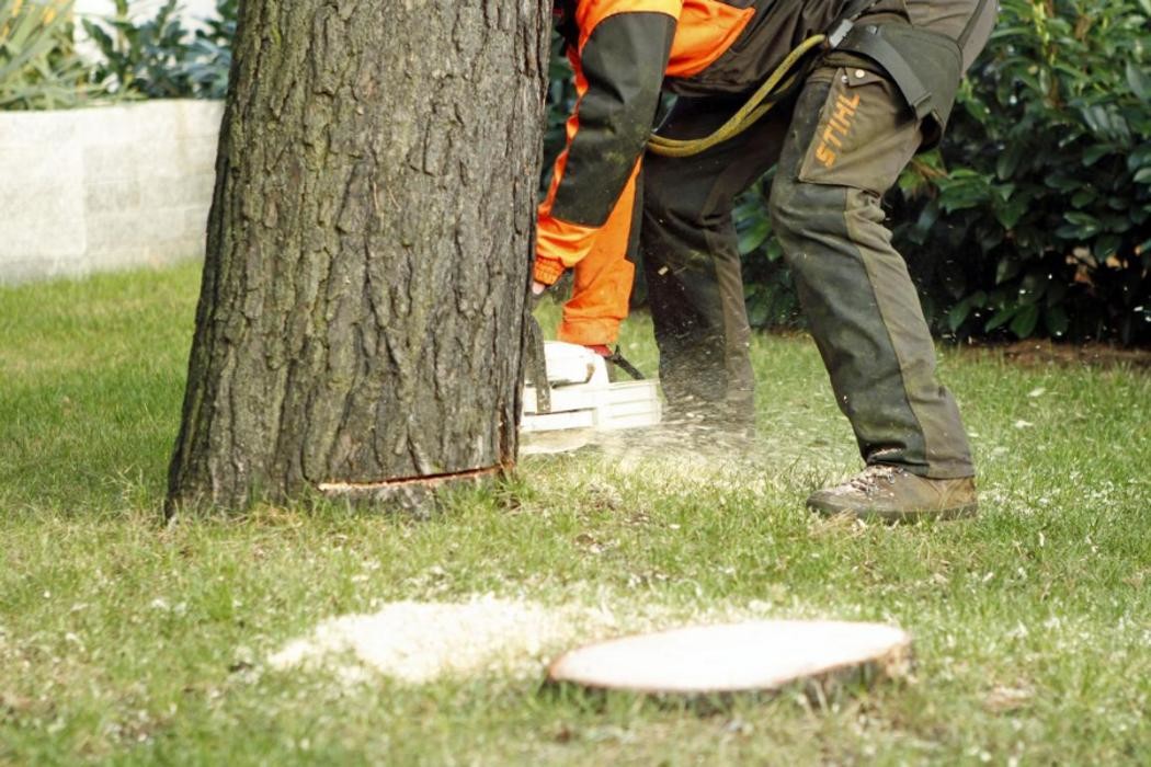 Bilder Wulfert - Der Baumspezialist