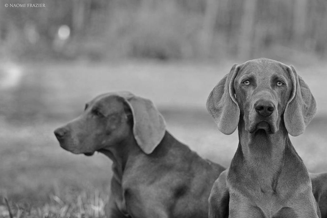 Bilder Weimaraner-von-den-semonen