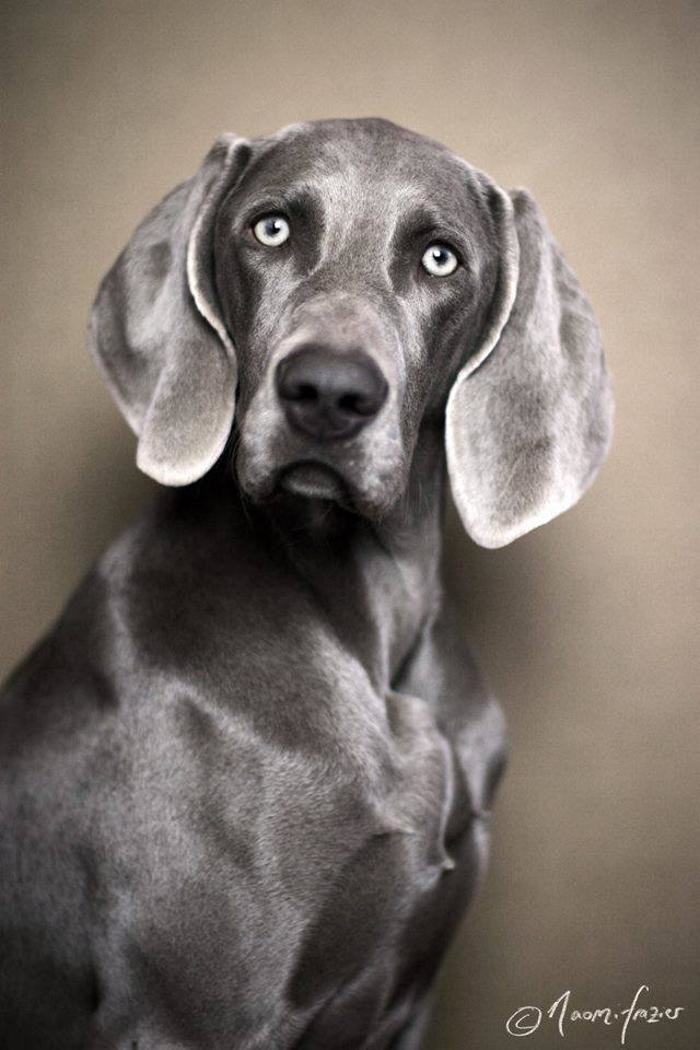 Bilder Weimaraner-von-den-semonen