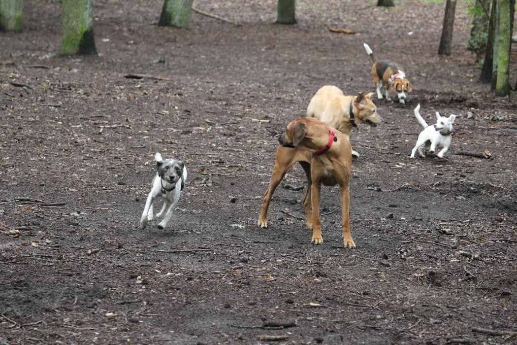 Bilder Hunde-Mobil Berlin