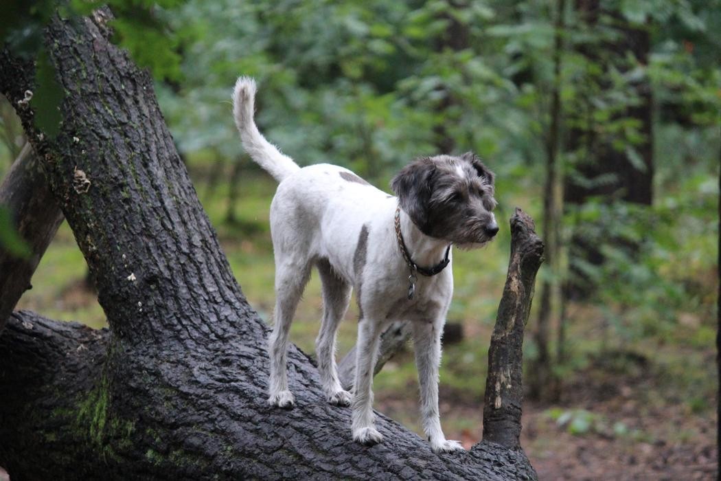 Bilder Hunde-Mobil Berlin