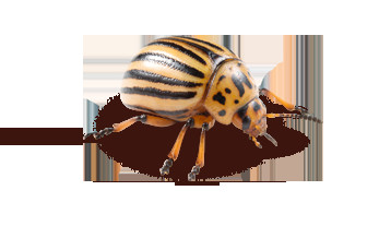 Bilder Friedrichsen Schädlingsbekämpfung