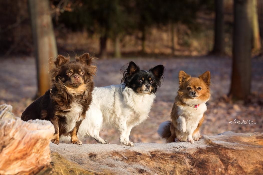 Bilder Hundeschule Gotha