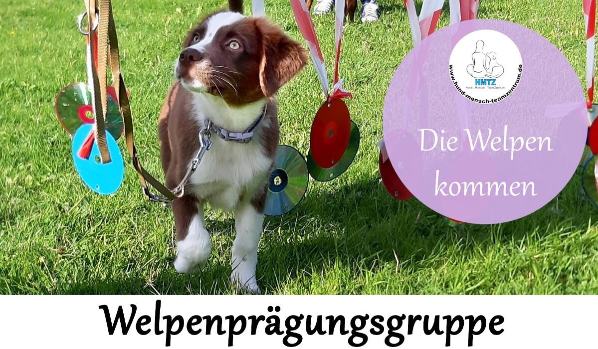 Bilder Hund-Mensch-TeamZentrum