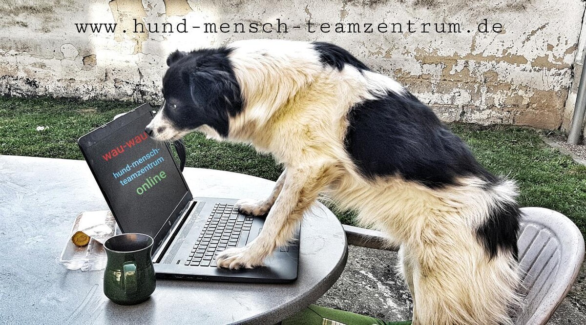 Bilder Hund-Mensch-TeamZentrum