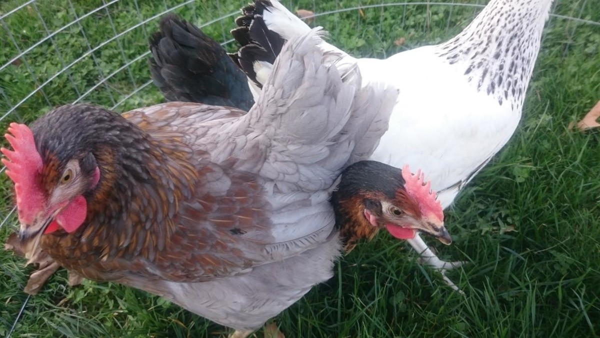 Bilder Geflügelverkauf Monika von Ende