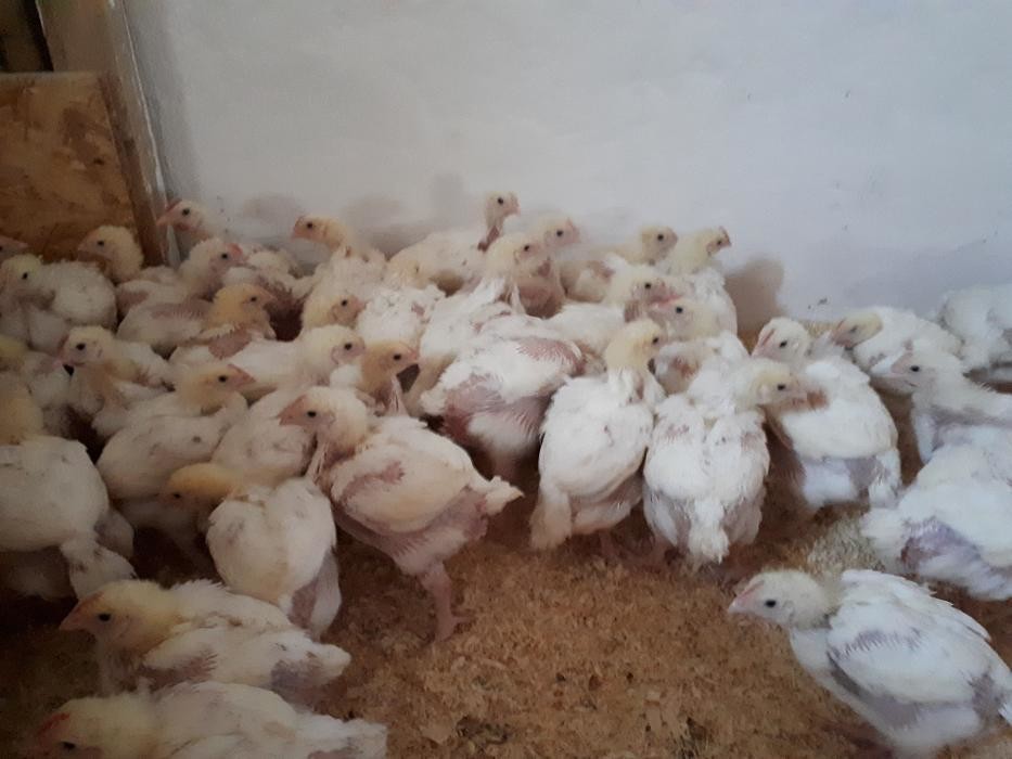 Bilder Geflügelverkauf Monika von Ende