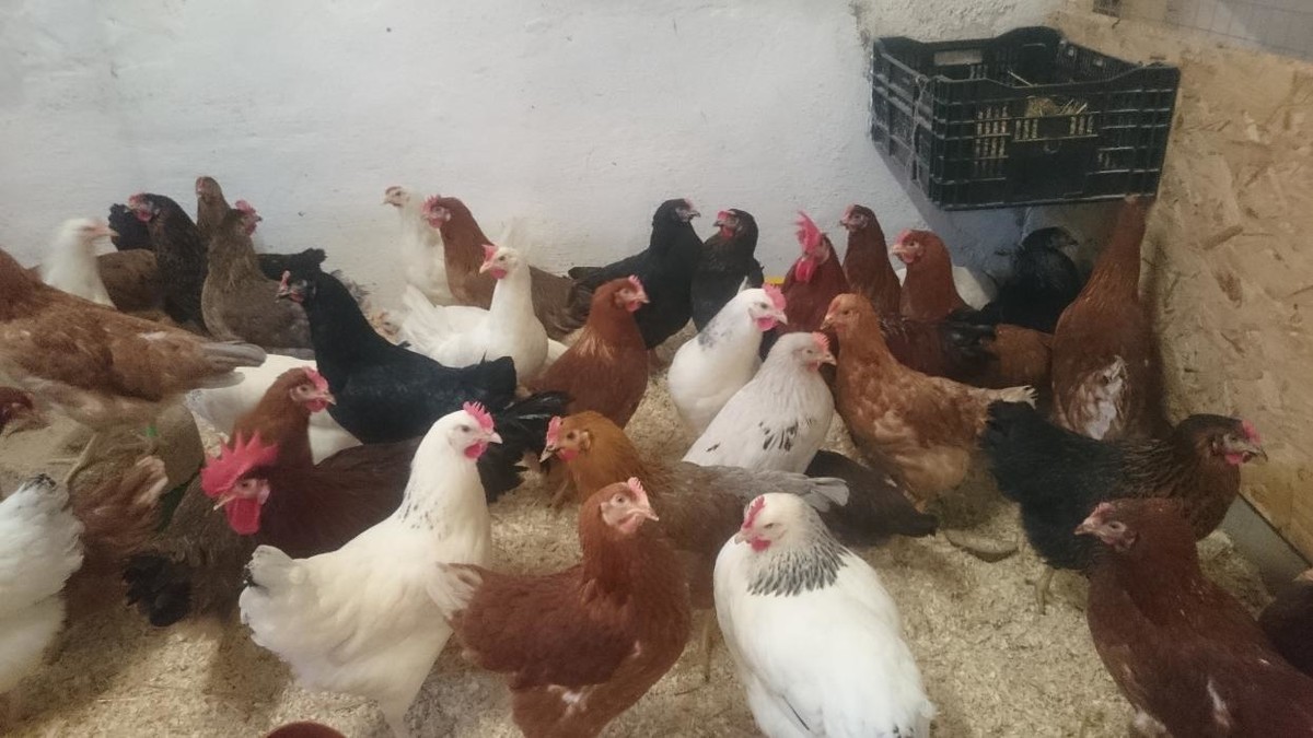 Bilder Geflügelverkauf Monika von Ende