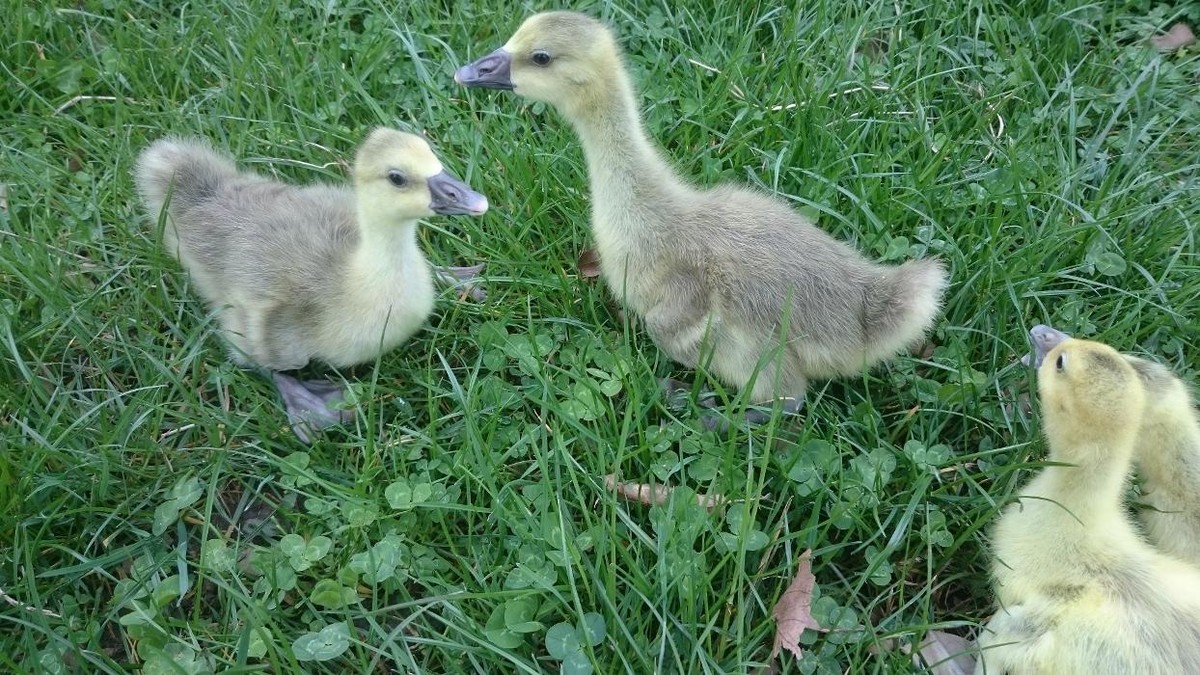 Bilder Geflügelverkauf Monika von Ende