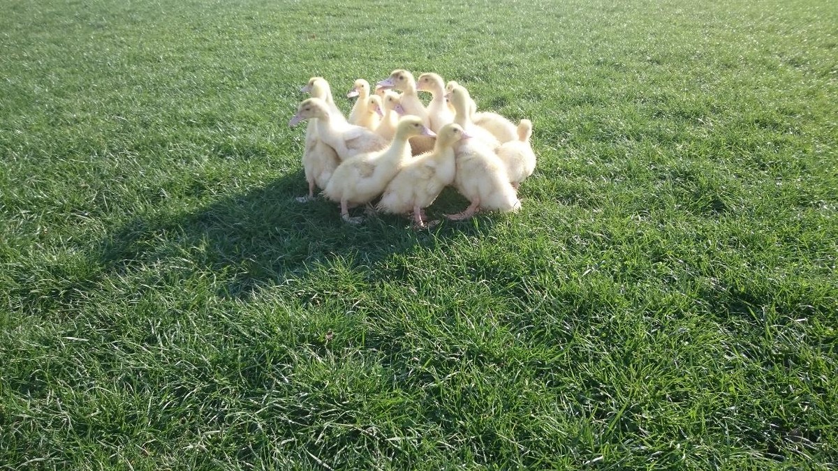 Bilder Geflügelverkauf Monika von Ende