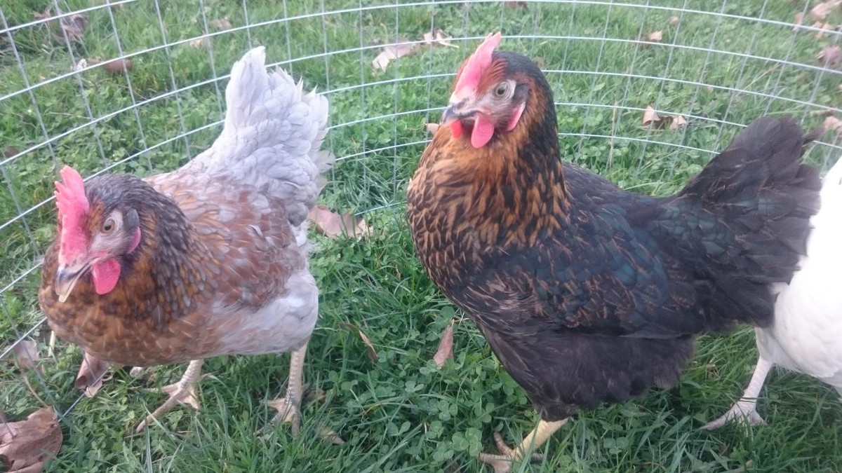 Bilder Geflügelverkauf Monika von Ende