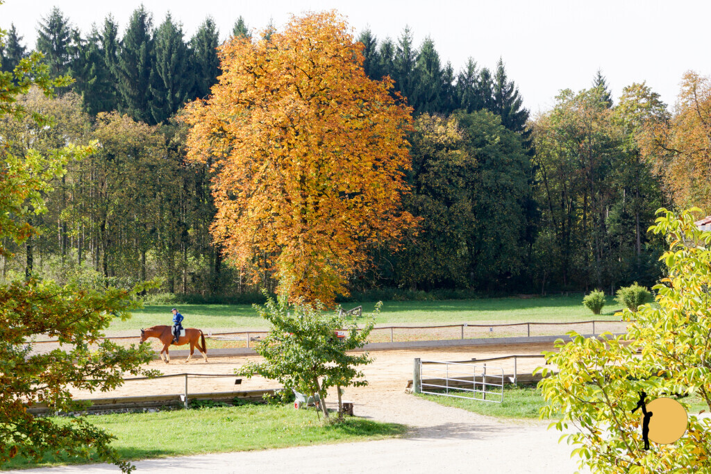 Bilder Wanderreitstation Gut Mischenried GmbH