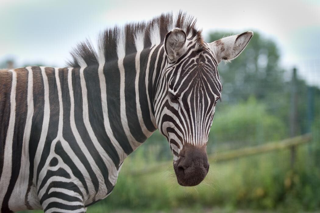 Bilder Tierpark Nadermann
