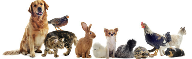 Bilder Tierarztpraxis Dr. Marina Frenk Fachtierärztin für Tierchirurgie