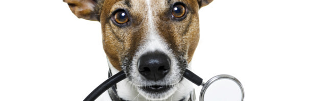 Bilder Tierarztpraxis Dr. Marina Frenk Fachtierärztin für Tierchirurgie