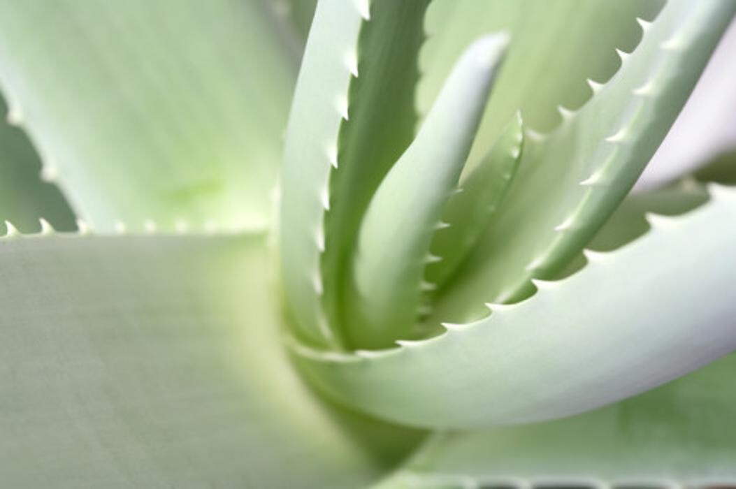 Praxis für Energiemedizin und Coaching Logo