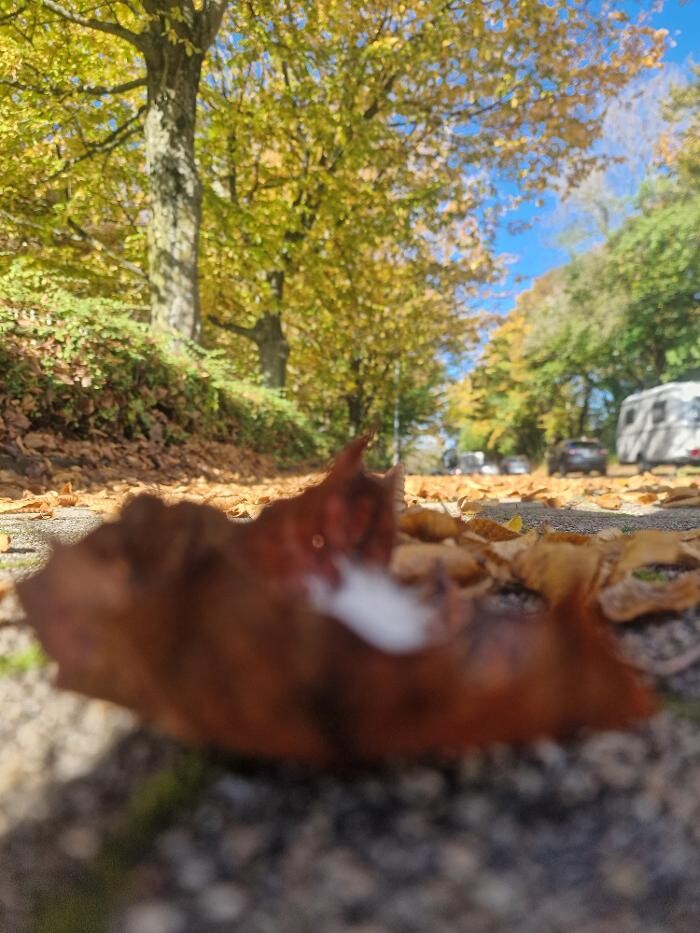 Bilder Zwitscherstube