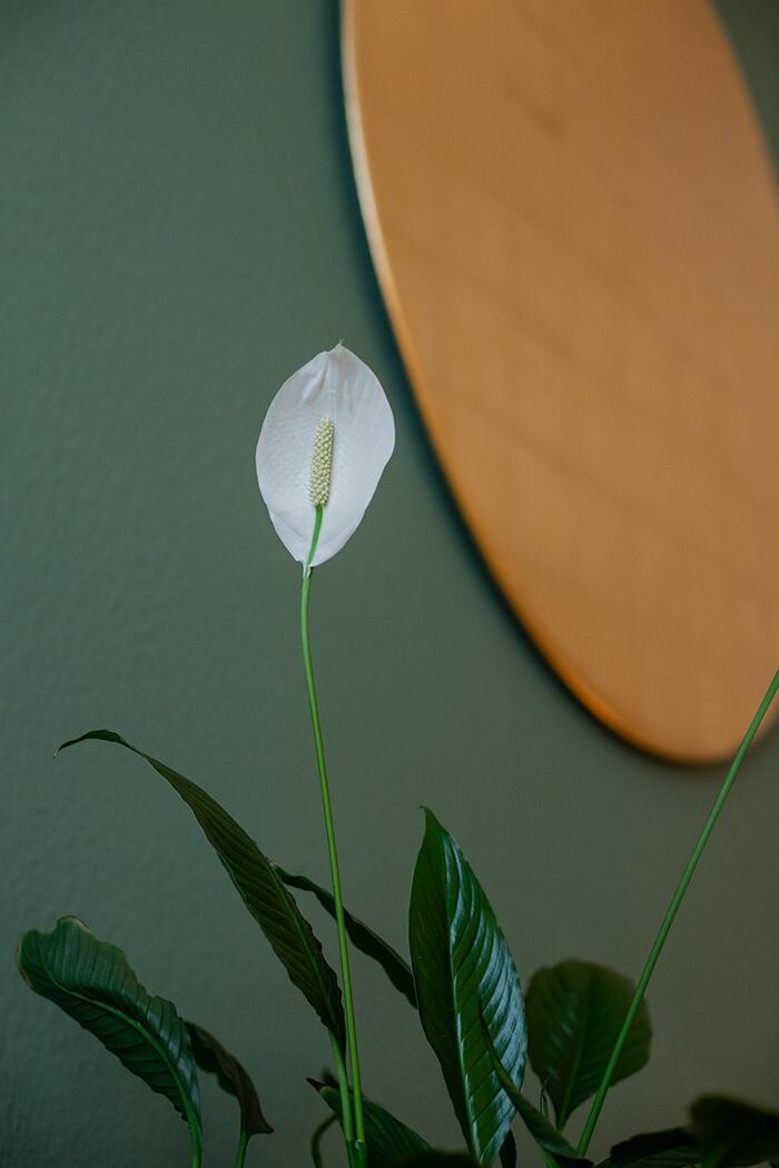Bilder LaLita Tantramassage