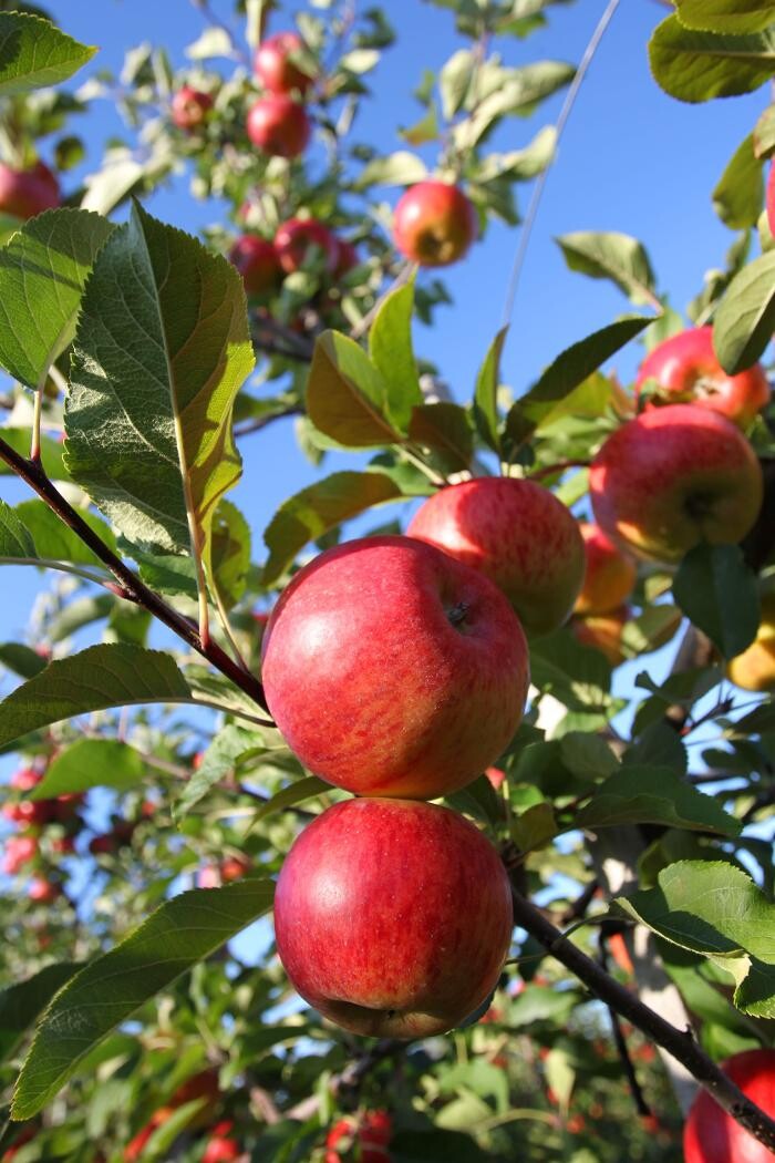 Bilder Obsthof Brennerei Böhm - Dettelbach