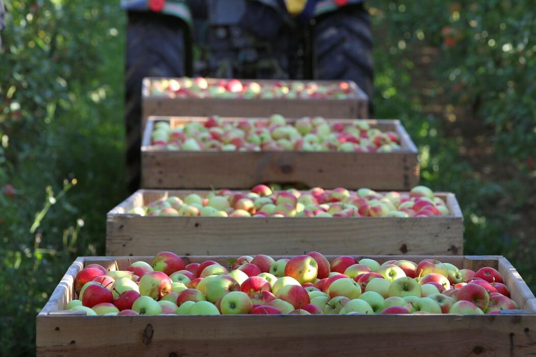 Bilder Obsthof Brennerei Böhm - Dettelbach