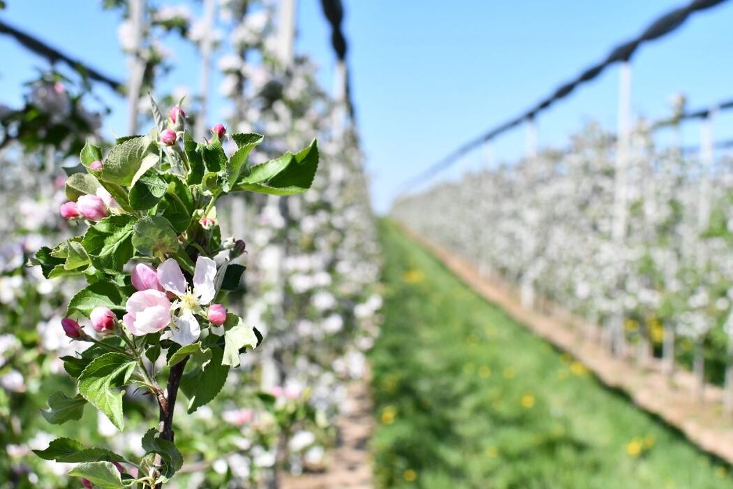 Bilder Obsthof Brennerei Böhm - Dettelbach