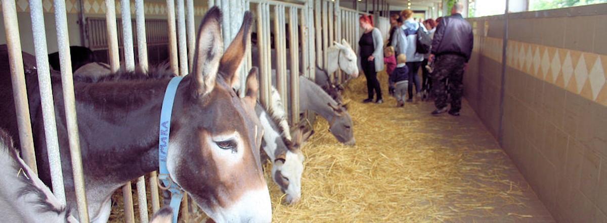 Bilder Esel- & Landspielhof Nessendorf