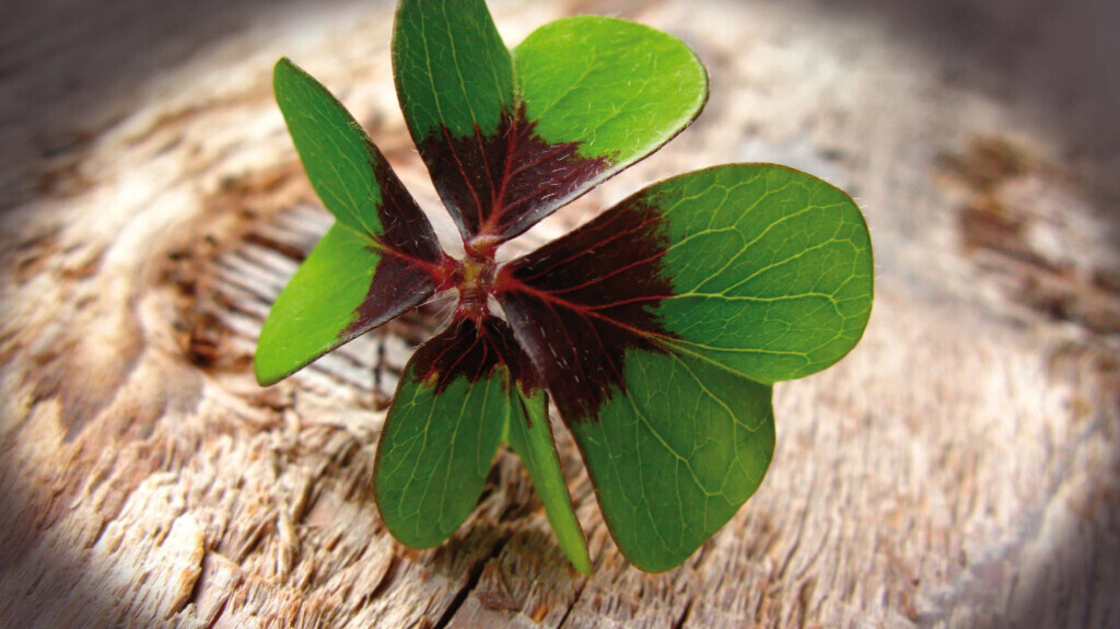 Bilder Hotel und Restaurant Köhlerhütte - Fürstenbrunn