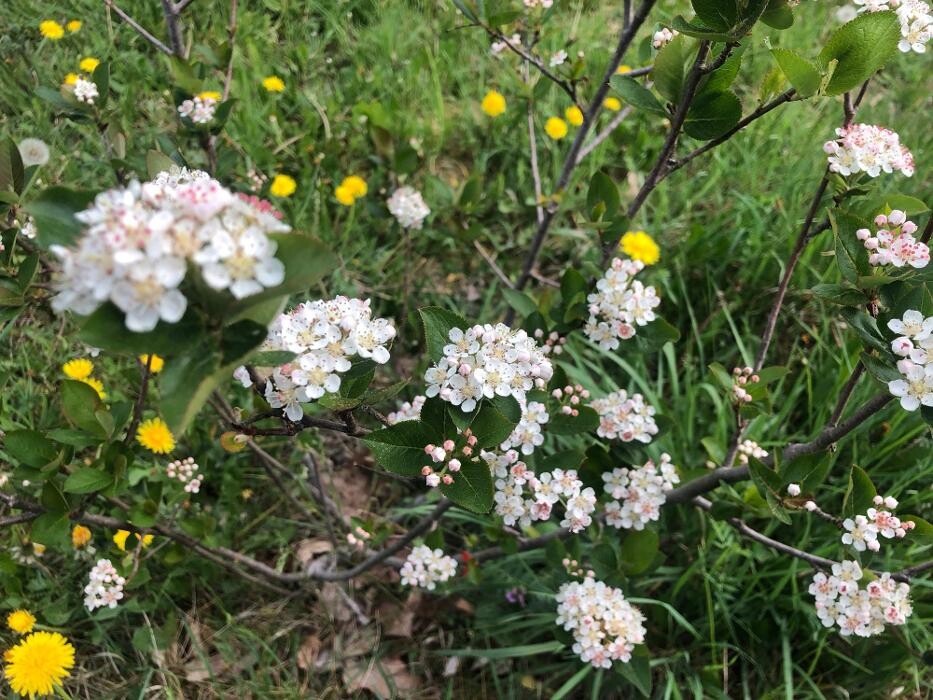 Bilder VOGTLAND ARONIA UG