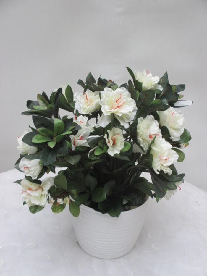 Bilder Sailer´s Geschenkideen OHG