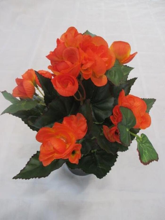 Bilder Sailer´s Geschenkideen OHG