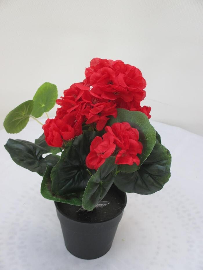 Bilder Sailer´s Geschenkideen OHG