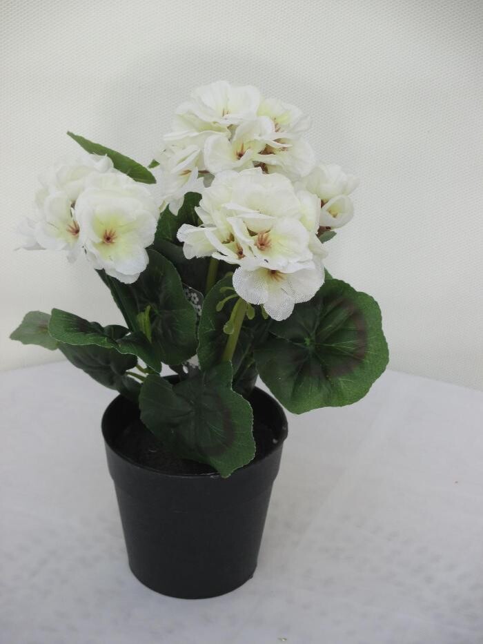 Bilder Sailer´s Geschenkideen OHG