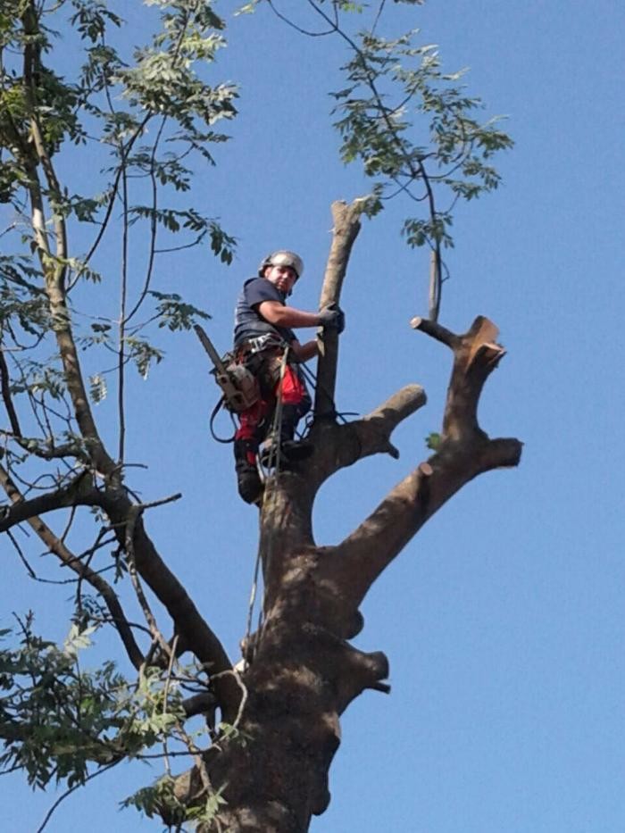 Bilder Maxes Baumdienst Max Schäske