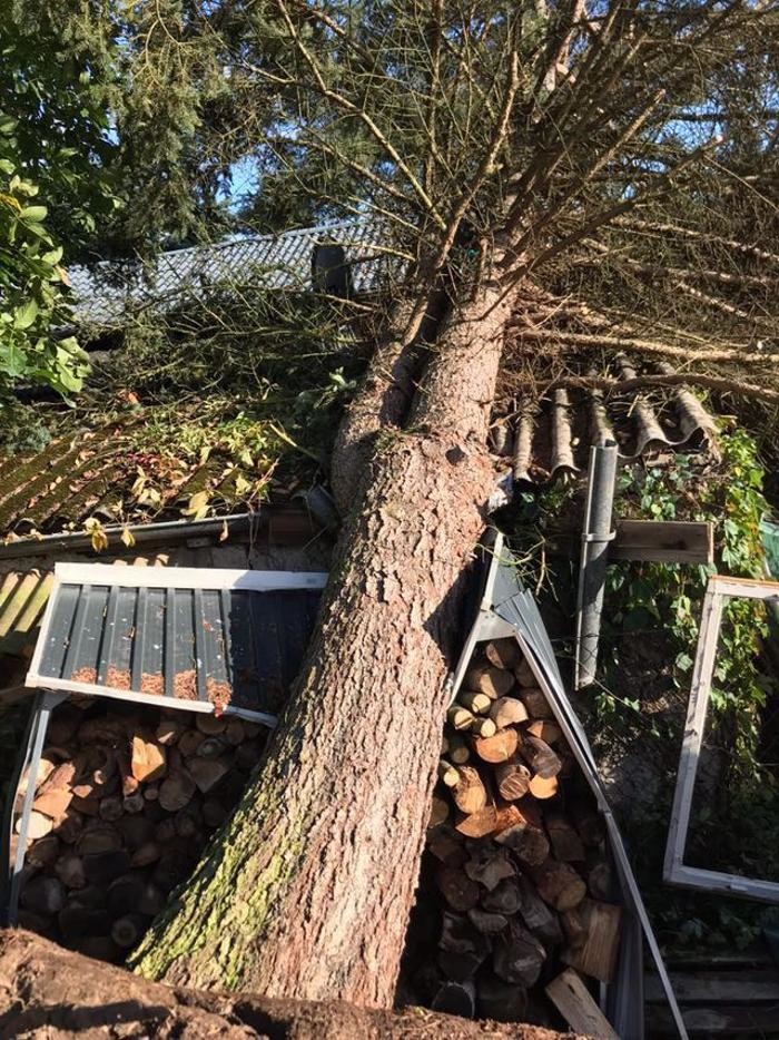 Bilder Maxes Baumdienst Max Schäske