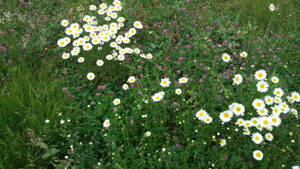 Bilder Röver GartenCon Garten- und Landschaftsbau