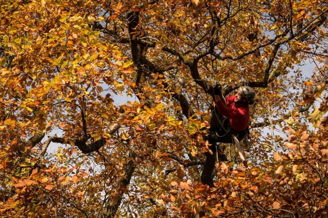 Bilder Baumpflege Wolf