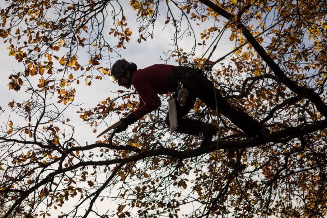 Bilder Baumpflege Wolf