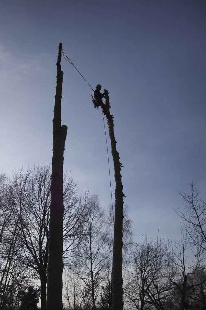 Bilder Baumpflege Wolf