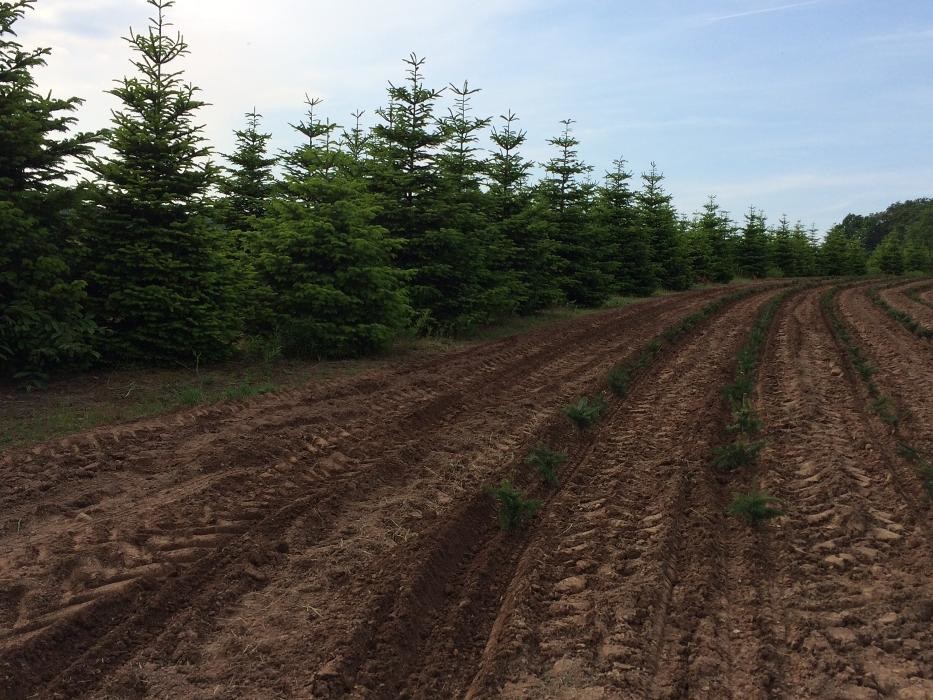 Bilder Peter Baumbusch Land- & Forstbetrieb