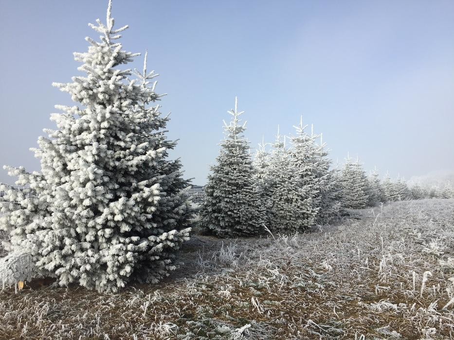 Bilder Peter Baumbusch Land- & Forstbetrieb