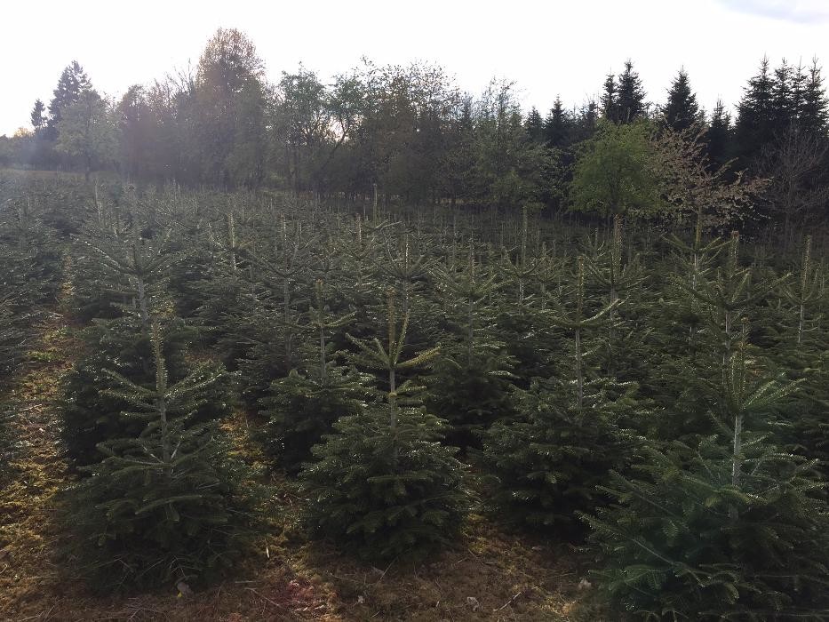 Bilder Peter Baumbusch Land- & Forstbetrieb